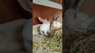 The cute rabbits 🐇 playing☺️☺️ #lyrics #cover #music #song