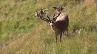 Big Red Stag in Velvet 2014