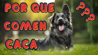 ¿POR QUÉ LOS PERROS COMEN CACA? TODO LO QUE TIENES QUE SABER