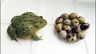 BullFrog eating Eggs- Bullfrog Play Football