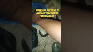 setelah lama kemarai akhirnyh hujan , blut langsun melimpah