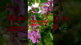 Indigofera himalayensis '' Silk Road '' || ♥️🌿 #youtubeshorts #shorts