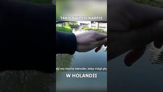 Holenderskie Karpie #ryby #wędkarstwo #fishing #holandia #karpie #karpiarstwo