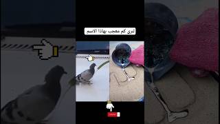 لنرى كم مسلم مرا من هنا الله#shortsvideo