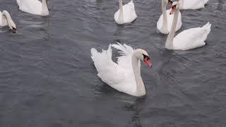 Swans in Zurich