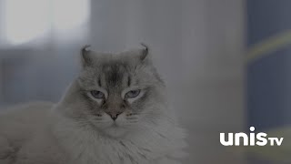 Découvrez les chats highland - En thérapie avec mon chat - UnisTV