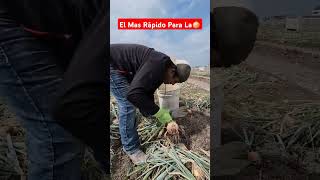 El más Rápido para la Cebolla 🧅 #cebolla #onion #campo #agricultura #cosecha #agriculture #comparte