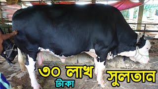 Biggest 2 cow in gabtoli gorur haat (Sultan cow/ Dulal Cow) ! Eid ul adha 2021