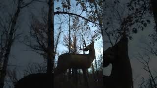 Dusk ,3d archery ,lite up nocks .