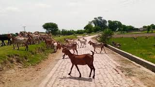 How Goats Drink Water From Canal