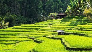 REFRESHING DENGAN RINDIK BALI - INDAHNYA ALAM BALI