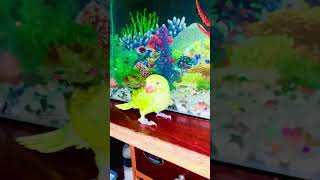 Indian ringneck parrot in Bangladesh #Short #Vlog_Is_Mine #parrot #shortvideo