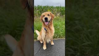 What a summer… #Goldenretriever #CuteDog #Dog #SweetDog #NatureLover #Rainyday #SummerVibes #Shorts