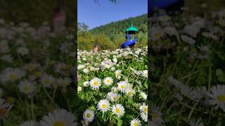 Nature 4K beautiful flowers 🌺 #nature #subscribe #shorts