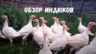 Индюкам Хайбрид Конвертер 43 дня