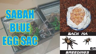 Phormingochilus Sp Sabah Blue Eggsac Surprise + 1000 Subscriber Video Announcement