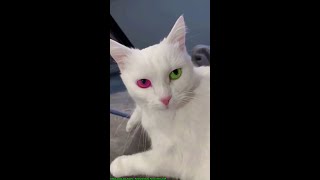 Tiktok, 2022, Cat, Funny - Funny Animals, Funny Video