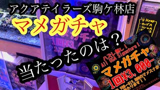 アクアテイラーズ駒ケ林店　マメガチャ　当たったのは？