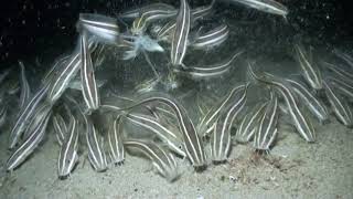 Octopus Attacked and Eaten by Striped Catfish School at Night - Philippines.