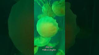 Jelly Fish @ Marine Kingdom |#Shorts