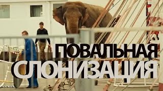 Рамиз Мехерремли — Проблемы и вопросы слонизации молодежи 🐘💪