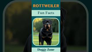 Rottweiler: A Breed of Power & Affection | Dog Breeds | Dog Lovers