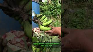 BANANA HARVESTING || RIPENING PROCESS #permaculture #sustainability #farming #village #ytshorts#fyp