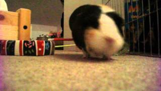 Guinea Pig Jumping - RE-UPLOADED!! :D