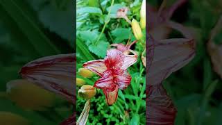 Beautiful  colors  Lilies  July 3, 2024