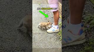 Baby Fox Cub Heartwarming Reunion With Mother 🥹❤️🤯 #animalshorts #shortsfeed #animalrescue