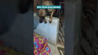 MINHA PASTOR BELGA MALINOIS 🔥