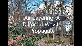 Air Layering: Another way to propagate your plants