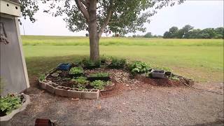 Organic Back to Eden Container Gardening 11 July 2018