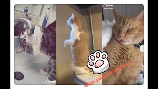 🐶 Whats Going On In Their Head 😹 😬 Funniest compilation 23-2020July