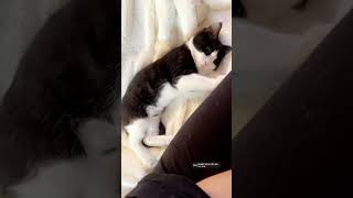 Sleepy kitten 🐱❣️#shorts #cat #kitten #cute #beautiful #funny #cats #pets