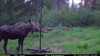 Alaska trail camera pickup.