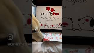 Unboxing conjunto candyPet #dog #doglover #doglife #doglovers #dogmom #dogsupplies #petsupplies