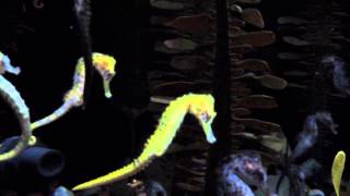 Swimming Seahorses at Shedd Aquarium