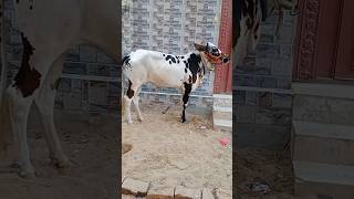 https://www.youtube.com/@Animallover5d۔  SUBSCRIBE                                خوبصورت Bail