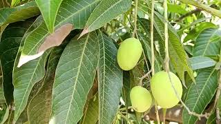 Mangoes Of Gungun Nursery at Jodhpur