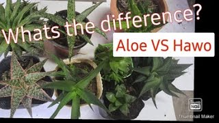 Aloe Vera Vs Haworthia and Caretips What's the Difference? #HNTVBAGUIO #aloes #hawos