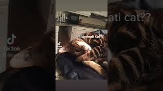 TikTok illuminati cat.