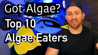 Top 10 Algae Eating Fish RANKED