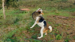 Cat VS Dog PLAYFIGHT - Funny animal video