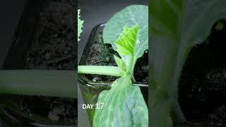 Zucchini Sprouting Under Soil Time Lapse