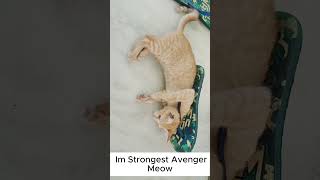 Tigress Strongest Avenger  #cat #catlover