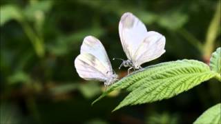 Wood White courtship, Salcey Forest, Northants (slowed down slightly)