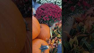 Beautiful Fall Flowers #gardening  #fallgardening