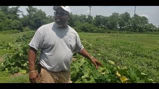 At the watermelon field back home.