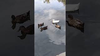 Geese Ducks and Groundhog enjoy a sunny day in Bryan park as the end of summer '23 turns to fall '23